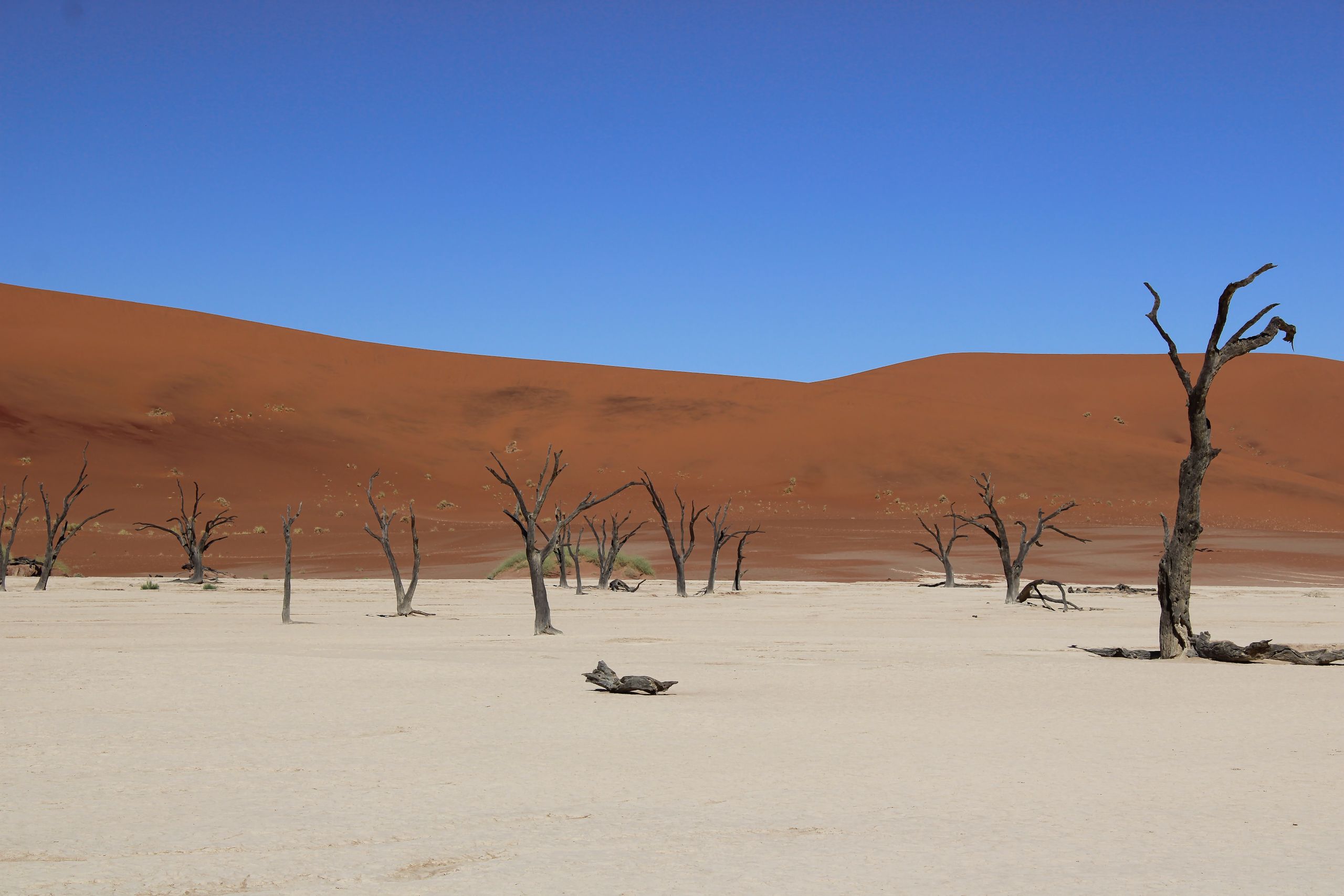 Breathtaking view of the arid Sossusvlei region with dead trees and red dunes in Namibia.